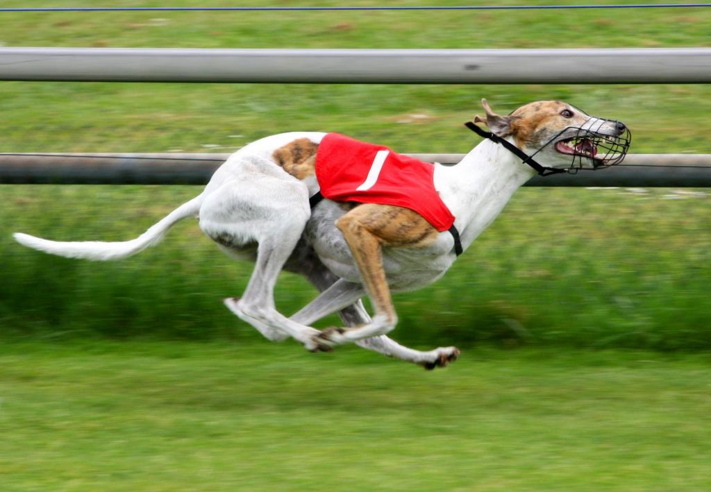 Florida Greyhound Race Ban 2018 Calls For Mass Dog Adoption