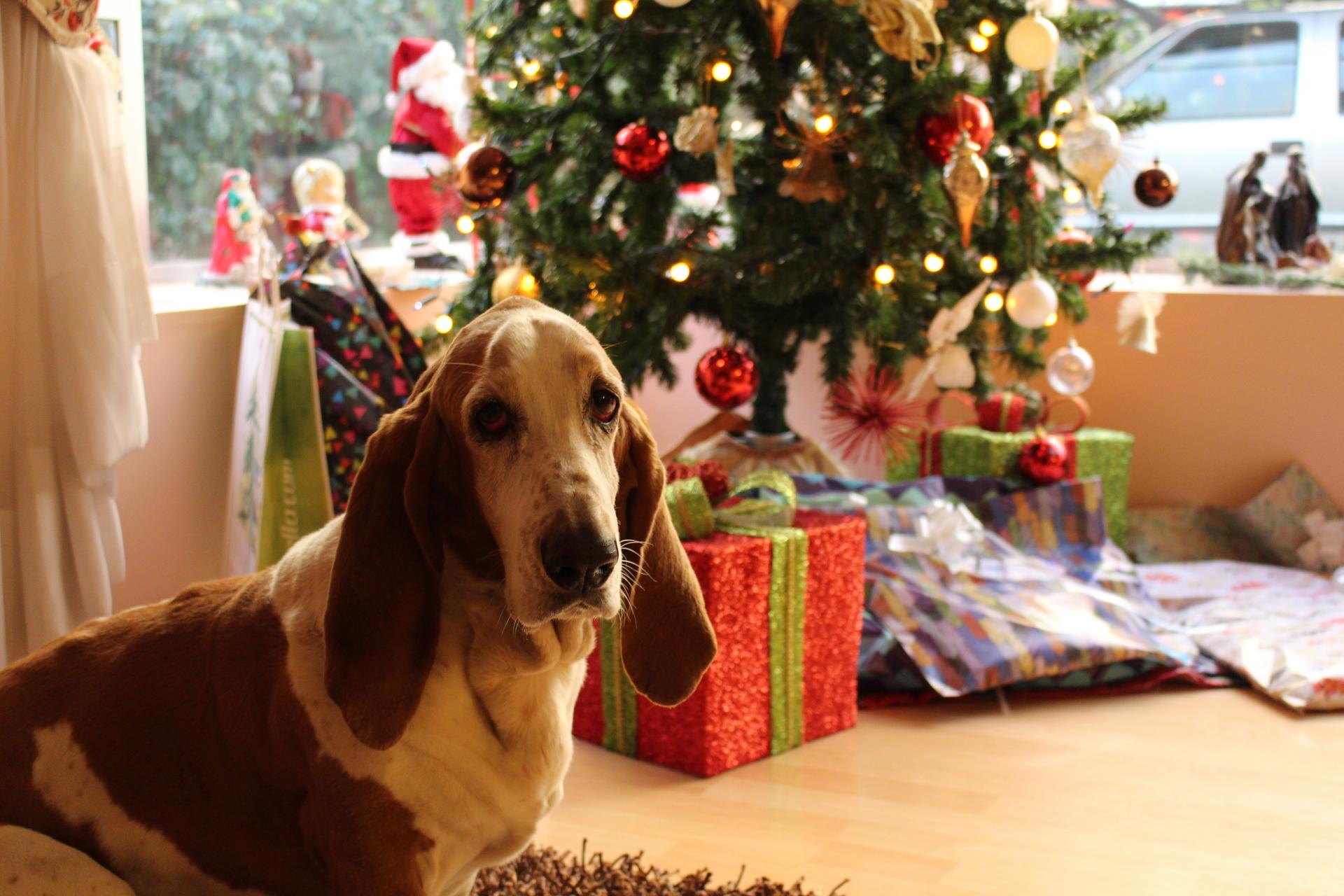 Trader Joe’s Dog Advent Calendar Hits Store Shelves