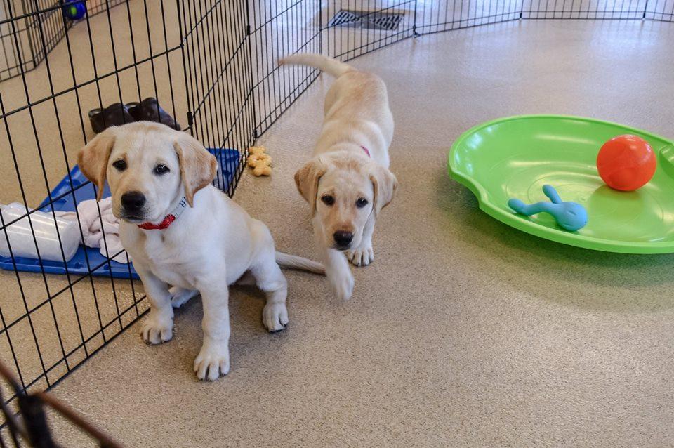 how guide dogs are trained