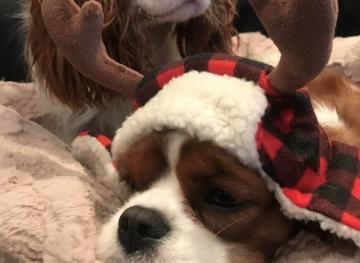 Friday Fluff 12/25: The Cutest Dogs Of The Week, The Christmas Edition