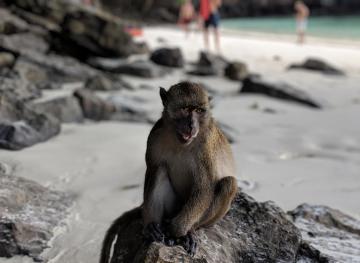 You Can Meet Wild Monkeys On This Thai Island’s Monkey Beach