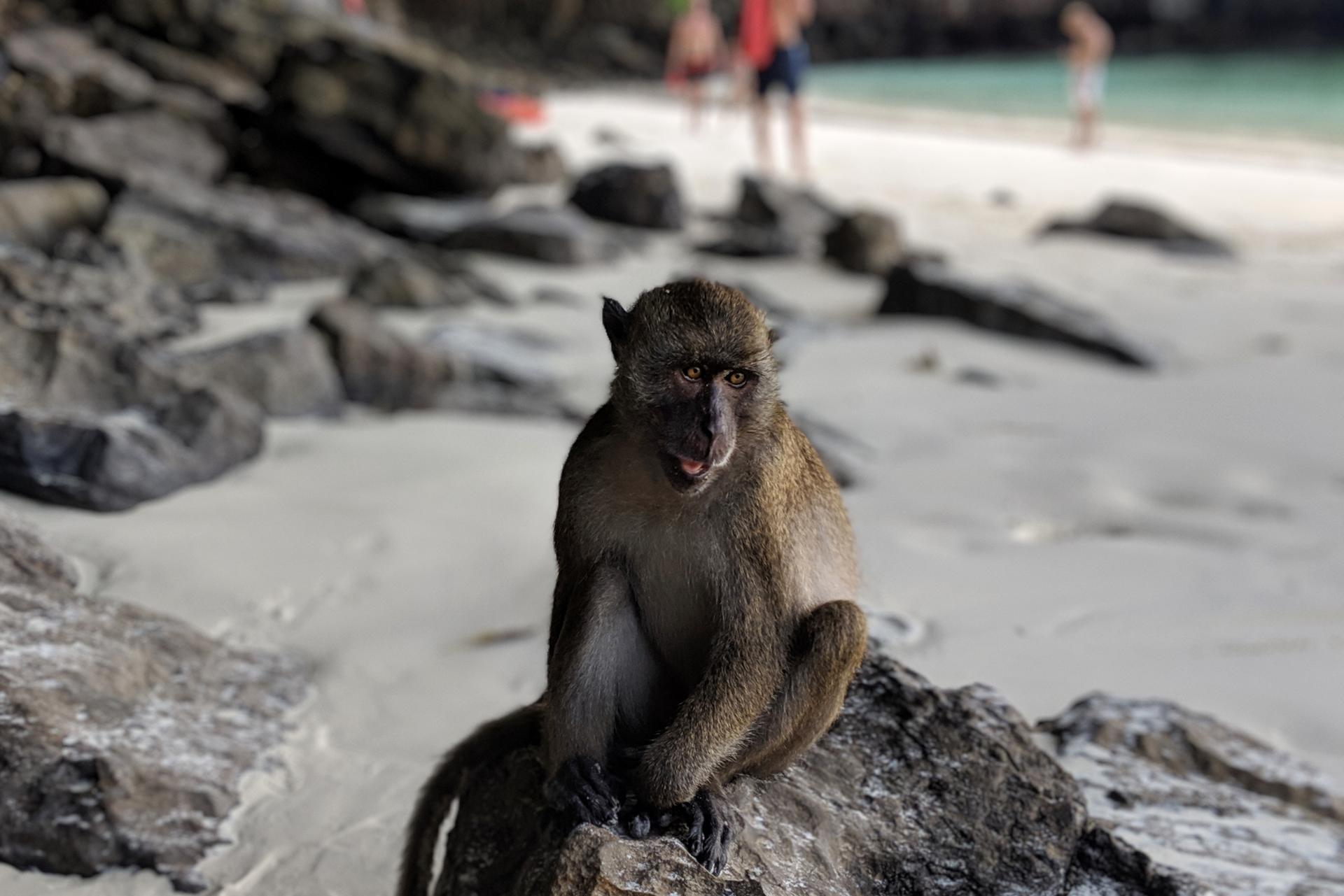 Ending Of Monkey Beach Explained