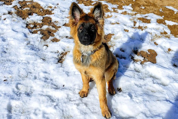 German Shepherd puppy