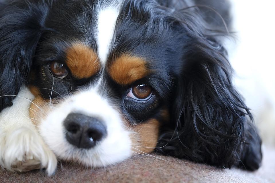 cavalier king charles spaniel facts