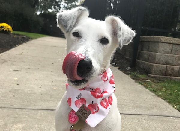 Fox Terrier