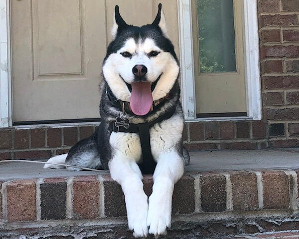 Siberian Husky