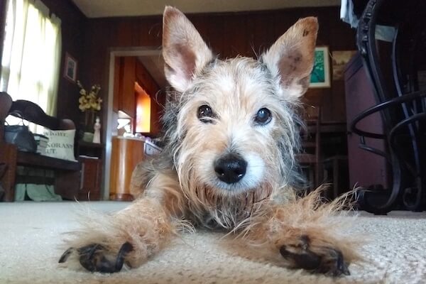 Mixed Terrier Dog