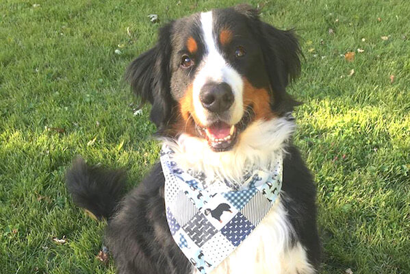 Bernese Mountain Dog