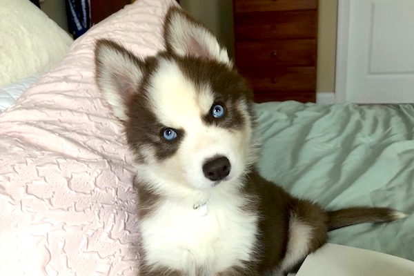 Siberian Husky