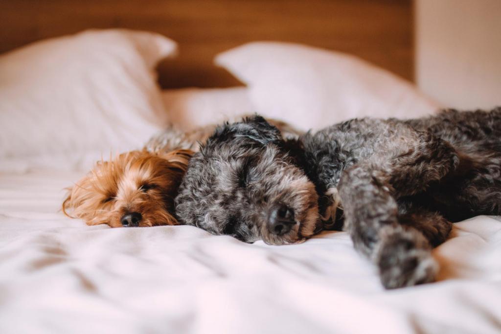 pet friendly hotels