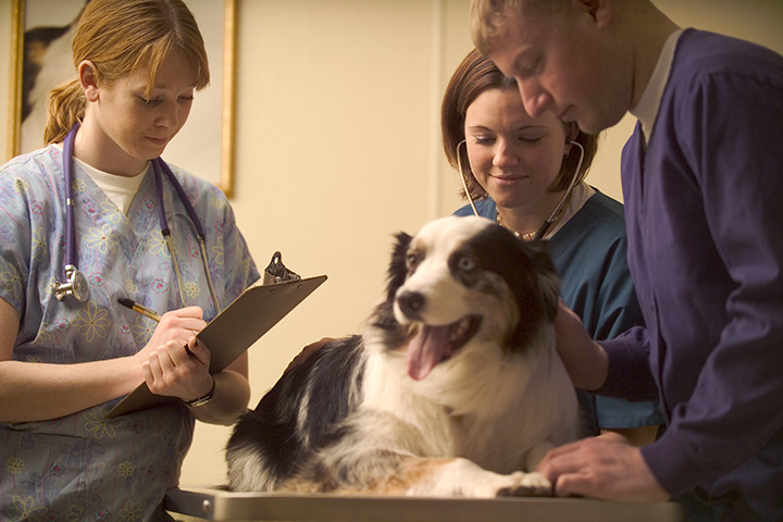 dog at the vet