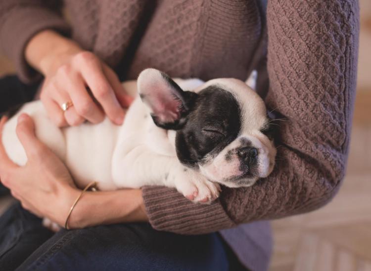 What You Need To Know About Pet Insurance