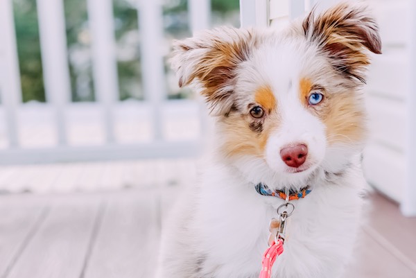 Toy Australian Shepherd