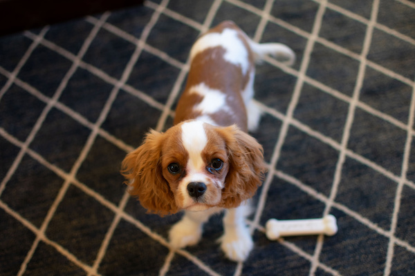 Cavalier King Charles Spaniel