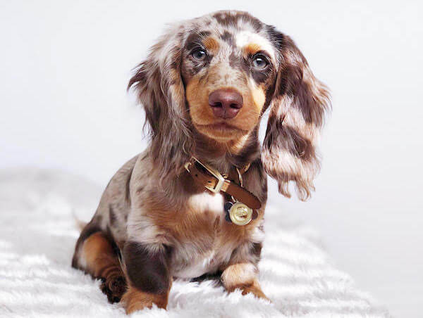 cute dachshund 