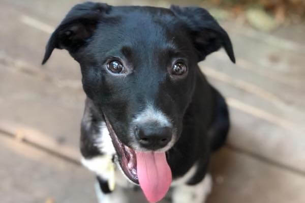 Border Collie