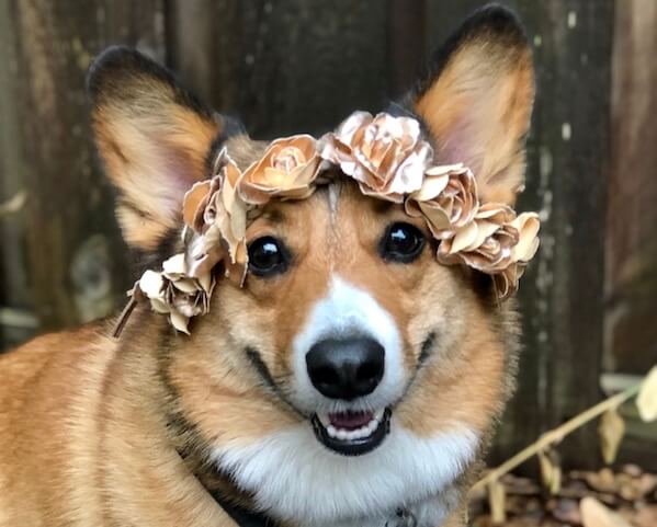 cute corgi