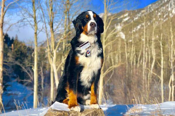 Bernese Mountain Dog