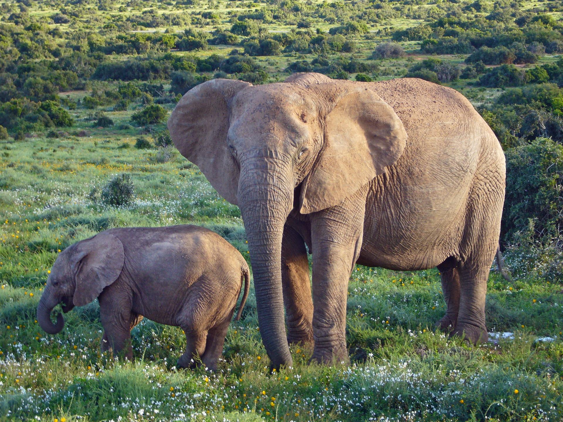 Where To See Wildlife In New Mexico