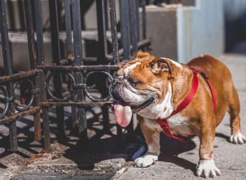 These Are The Best Dog Breeds For City Dwellers