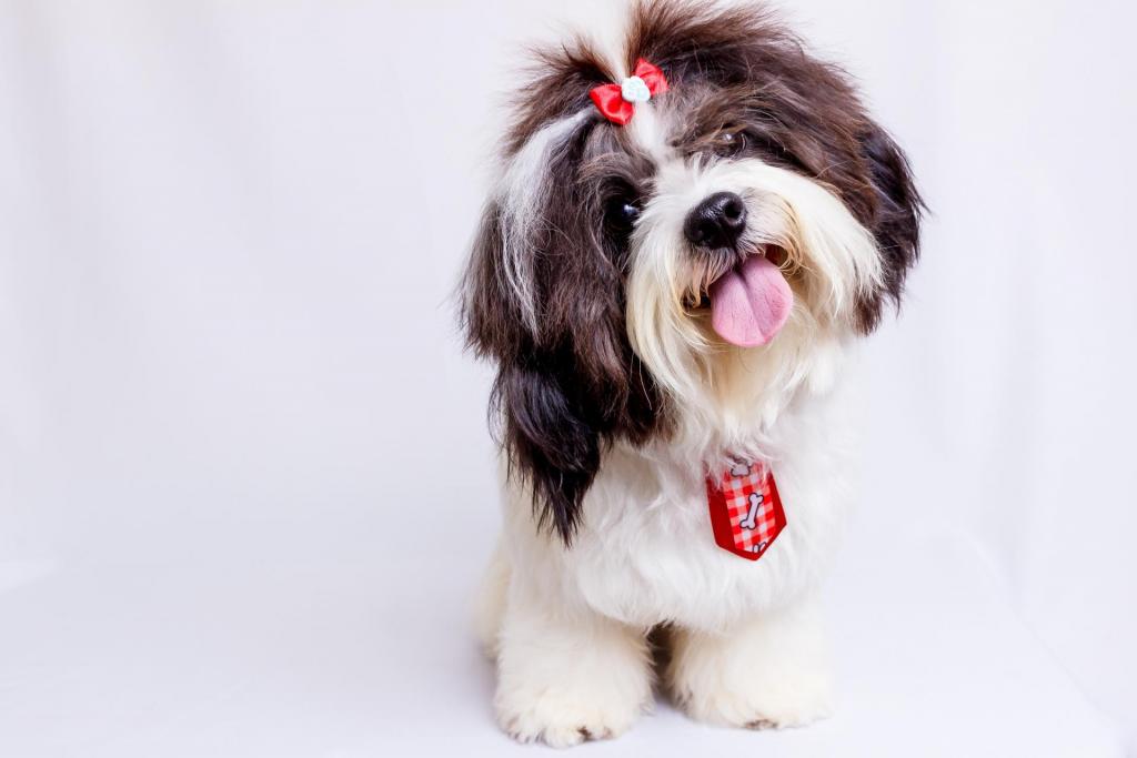 best dog breeds for cities