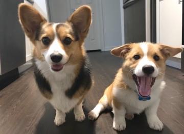Friday Fluff 05/17: The Cutest Dogs Of The Week