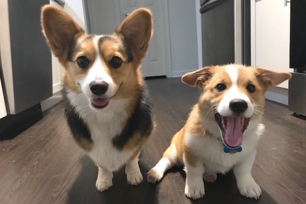 Corgis