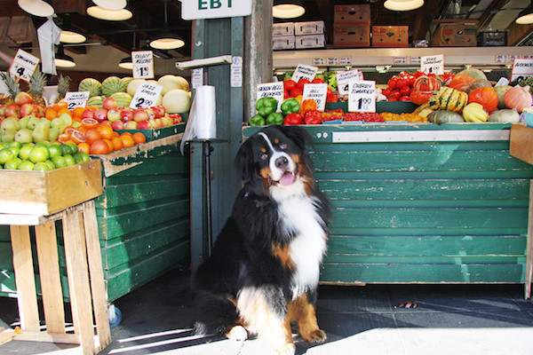 Bernese Mountain Dog