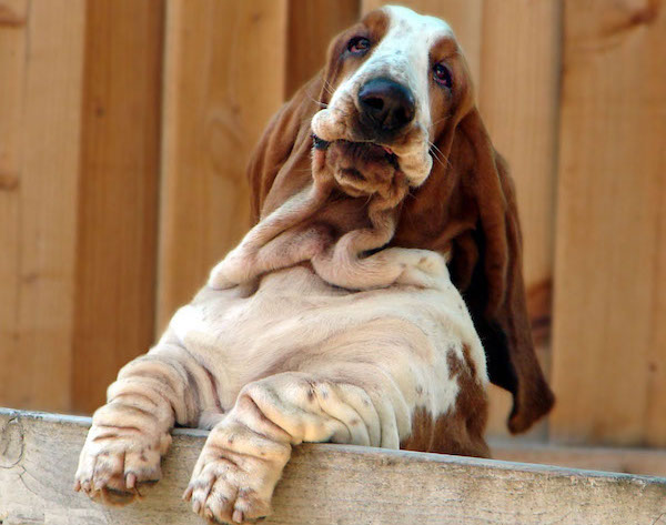  Basset Hound