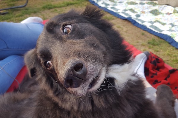  Border Collie