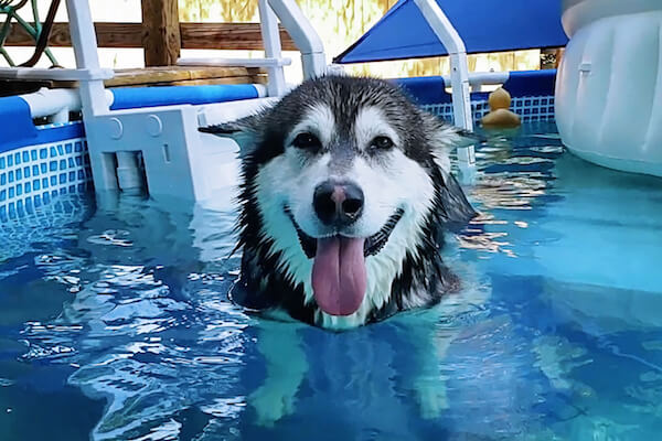 Tonka, Alaskan Malamute, 4 Years Old