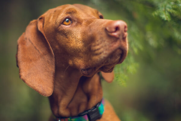 Whiskey, Vizsla, 5 Years Old