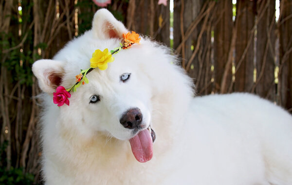 Monroe, Siberian Husky, 1 Year Old