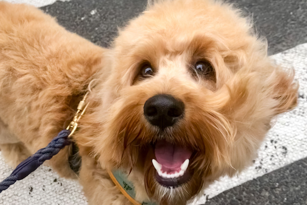 cavapoo