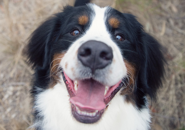 Bernese Mountain Dog