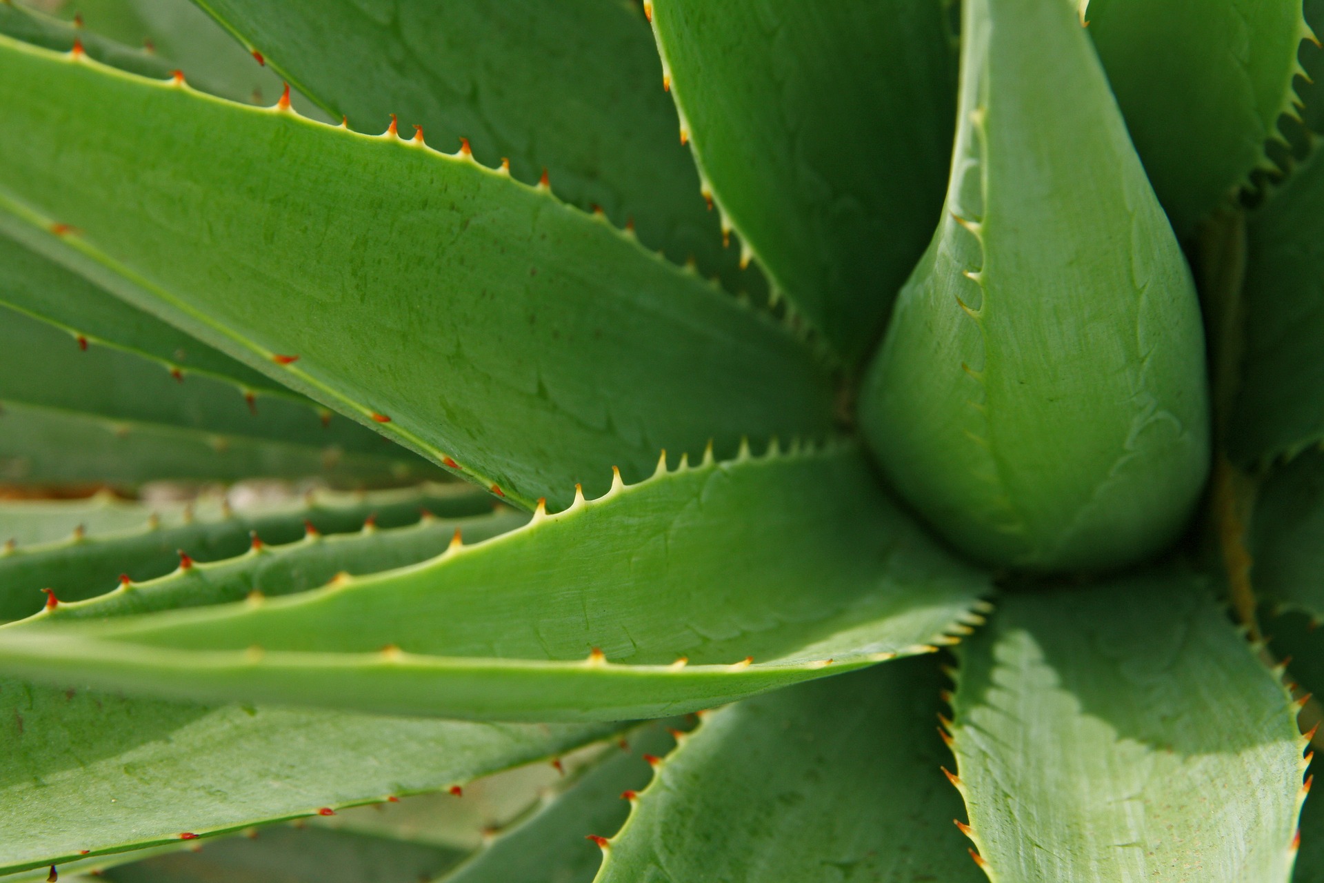 Фото aloe vera