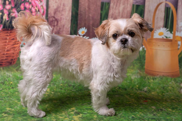 Shih Tzu Mix