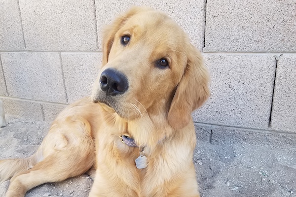 golden retriever puppy snoring