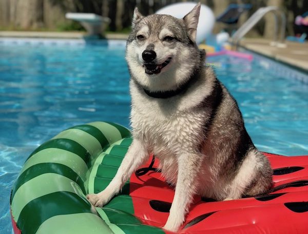 Alaskan Klee Kai