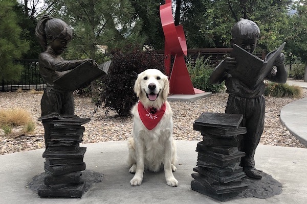 English Cream Golden Retriever