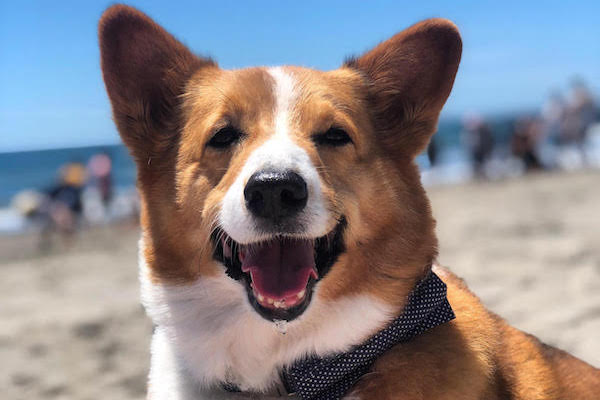 Corgi