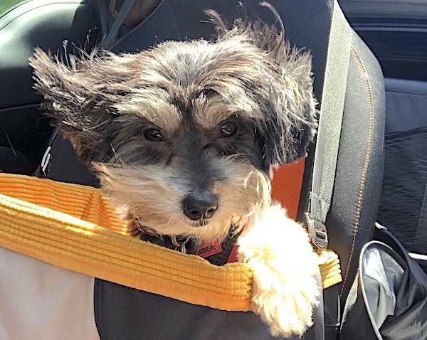 Terrier / Dachshund Mix